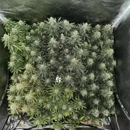 Grow of Summer 25