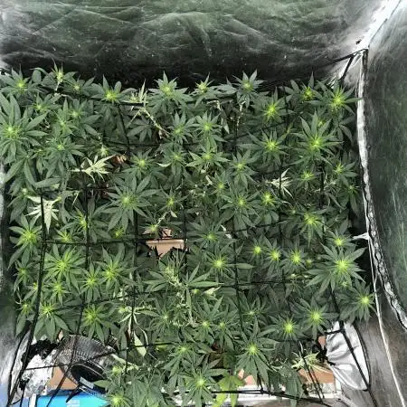 Grow of Summer 25