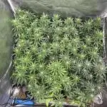 Grow of Summer 25