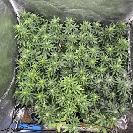 Grow of Summer 25