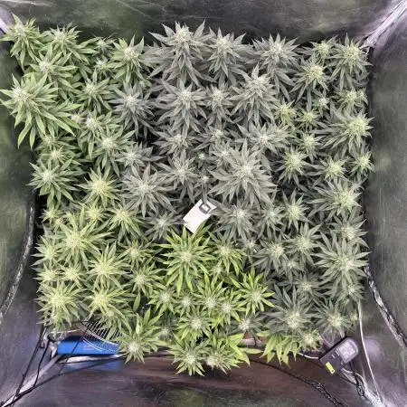 Grow of Summer 25