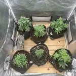 Grow of Summer 25