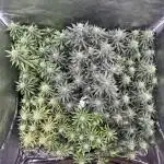 Grow of Summer 25