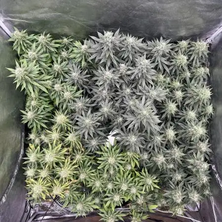Grow of Summer 25