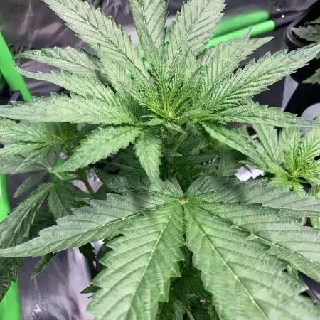 Bokito Banana Kush