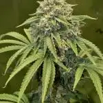 Ice Cream Haze