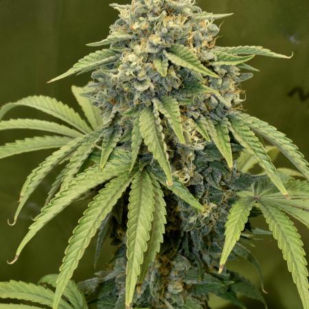 Ice Cream Haze