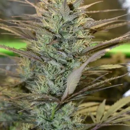 Amnesia Cookies Automatic