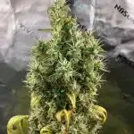 Californian Orange