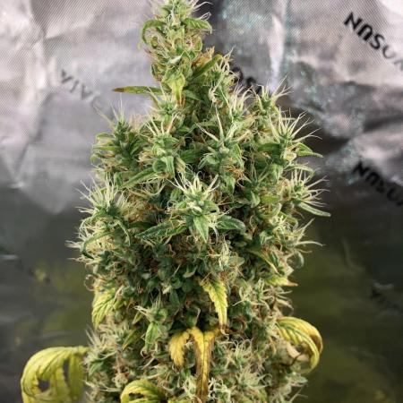 Californian Orange