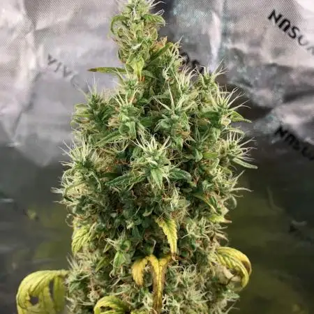 Californian Orange