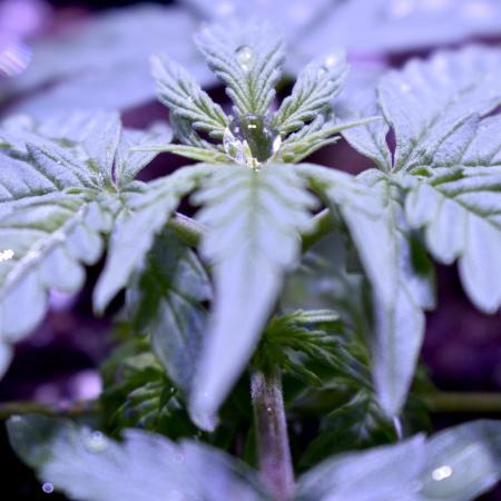 Grape Ape F1 Automatic