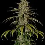 Lemon Skunk