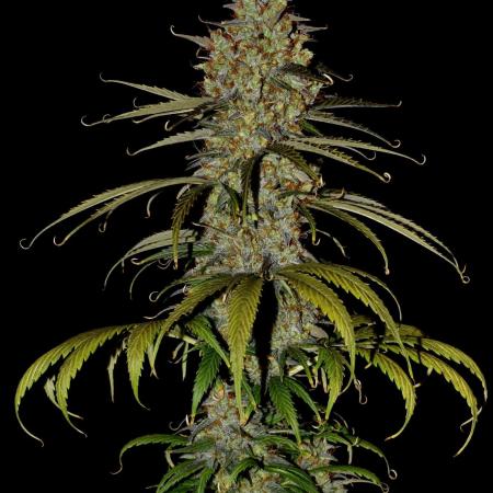 Lemon Skunk