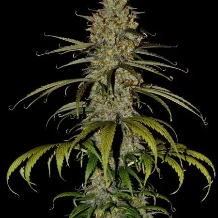 Lemon Skunk