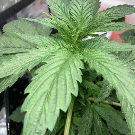 Bokito Banana Kush