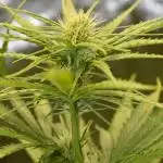 Lemon Skunk