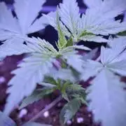 Amnesia Cookies Automatic