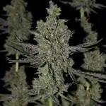 Bokito Banana Kush