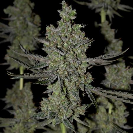 Bokito Banana Kush