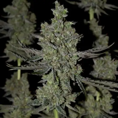Bokito Banana Kush