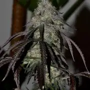 Mimosa Automatic