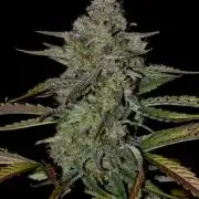 Grape Ape F1 Automatic
