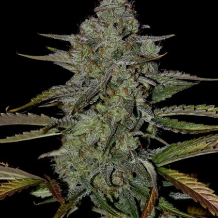 Grape Ape F1 Automatic