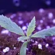 Amnesia Cookies Automatic