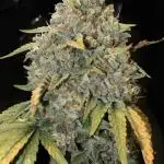 Ice Cream Haze