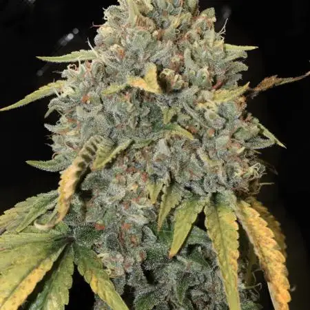 Ice Cream Haze