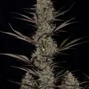 Amnesia Cookies Automatic