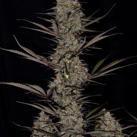 Amnesia Cookies Automatic