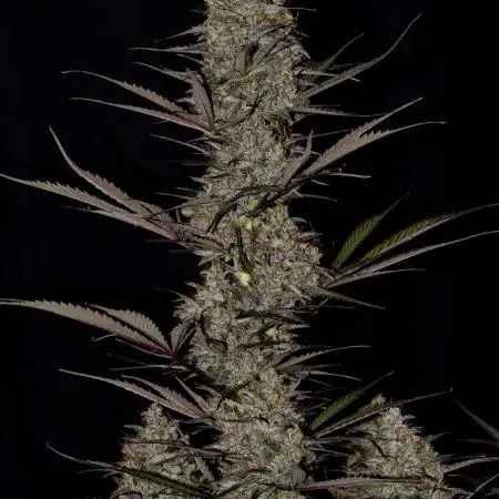 Amnesia Cookies Automatic