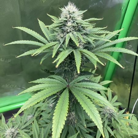 Ice Cream Haze