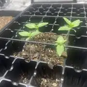 First Legal Ohio Home Grow. 4 Strains