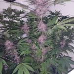 Auto's from 6wks 3days