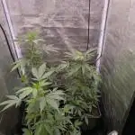 1 X Seriotica / 2 X Tropicana