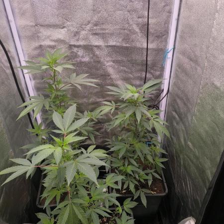 1 X Seriotica / 2 X Tropicana