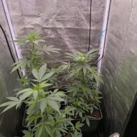1 X Seriotica / 2 X Tropicana