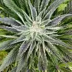 Fastbuds - Strawberry Pie Outdoor