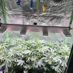 Fruchtsalat ScrOG 25 🇩🇪