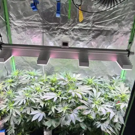 Fruchtsalat ScrOG 25 🇩🇪
