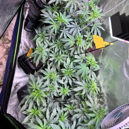 Fruchtsalat ScrOG 25 🇩🇪