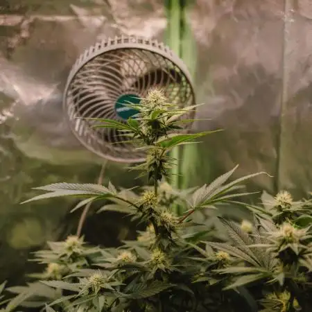 Fruchtsalat ScrOG 25 🇩🇪