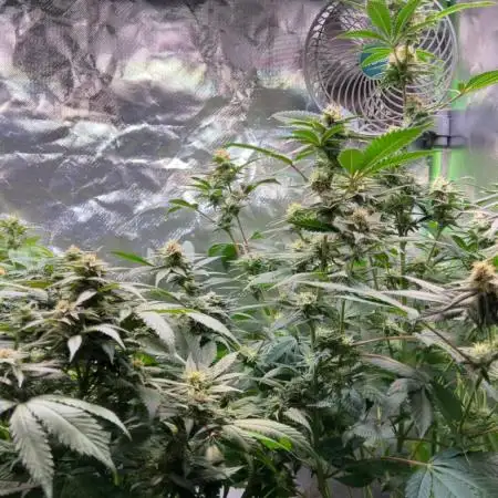 Fruchtsalat ScrOG 25 🇩🇪