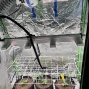 Glitter Bomb - Krumme Gurken Stecklinge