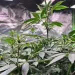 Fruchtsalat ScrOG 25 🇩🇪