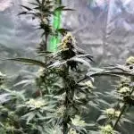 Fruchtsalat ScrOG 25 🇩🇪