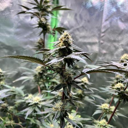 Fruchtsalat ScrOG 25 🇩🇪